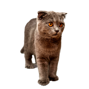 Adorable British Shorthair Cat With Plush Fur And Striking Yellow Eyes, Indoors. 15542 - Cat PNG image with transparent background